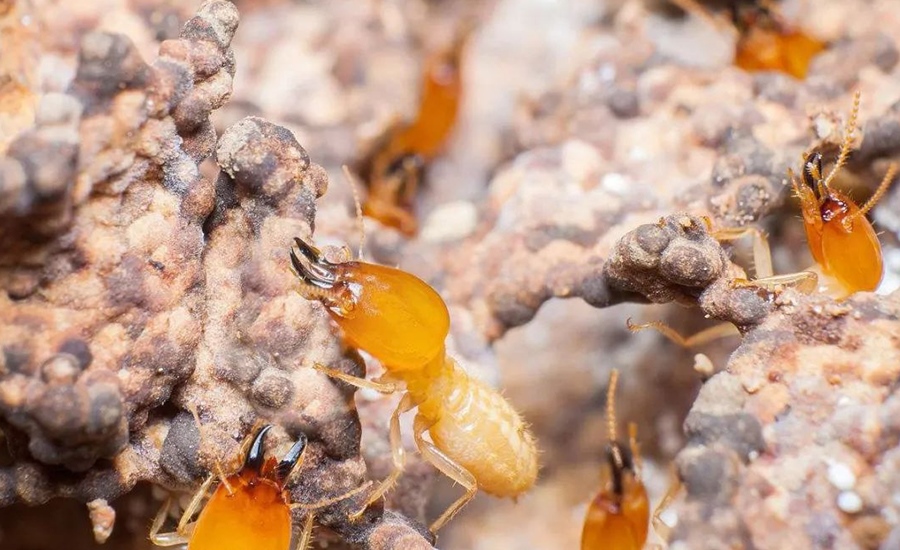 灭白蚁公司告诉你房屋受到白蚁的危害的部位有哪些